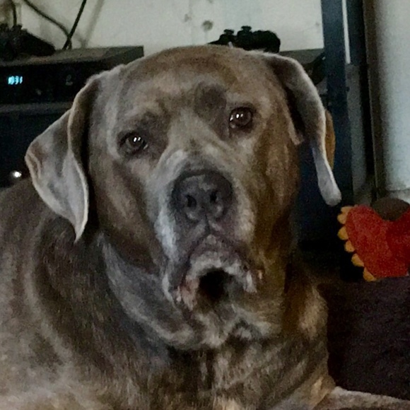 choppersmom52